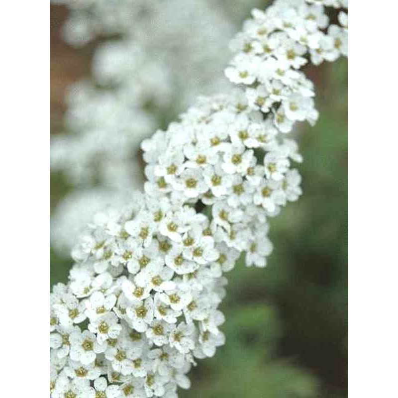 Spiraea 'Arguta'