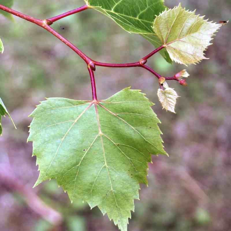 Tilia x 'Harold Hillier'