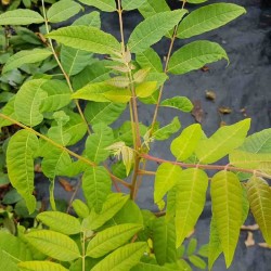 Toona sinensis (Chinese Mahogany)