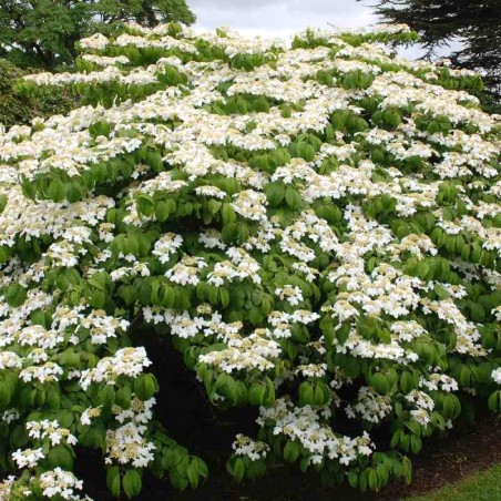 Viburnum plicatum 'Mariesii'