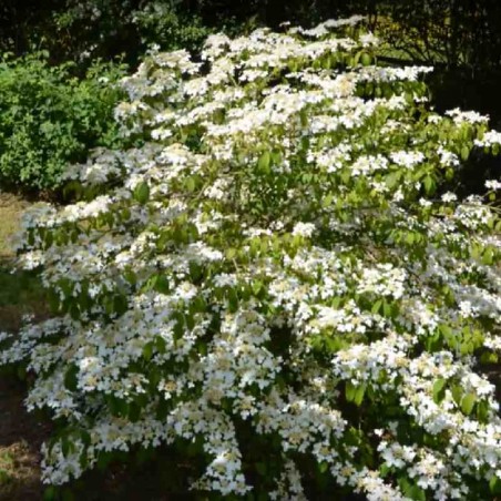 Viburnum plicatum 'Mariesii'