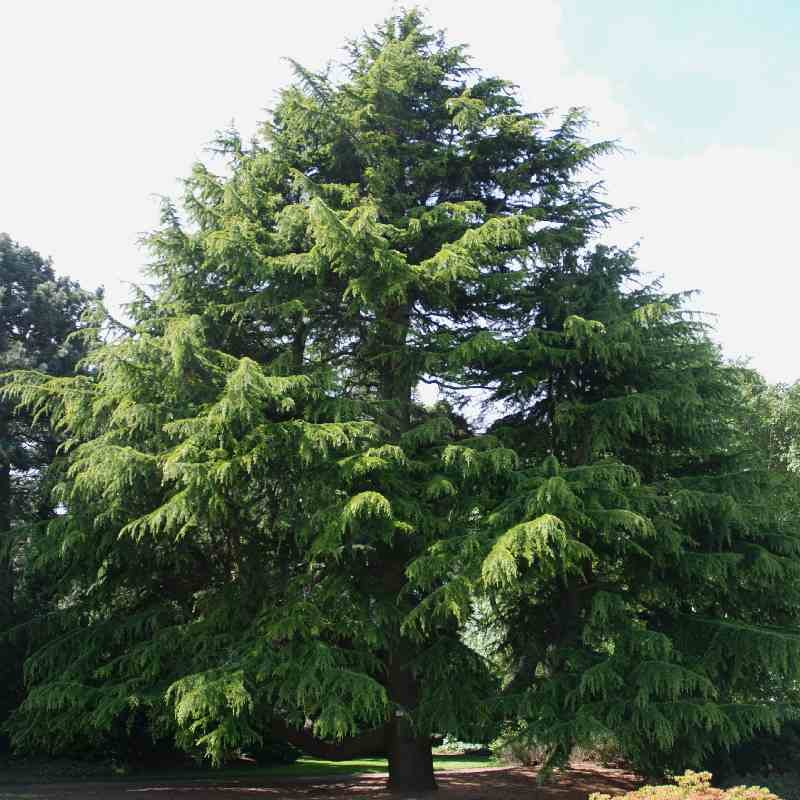 Cedrus deodara