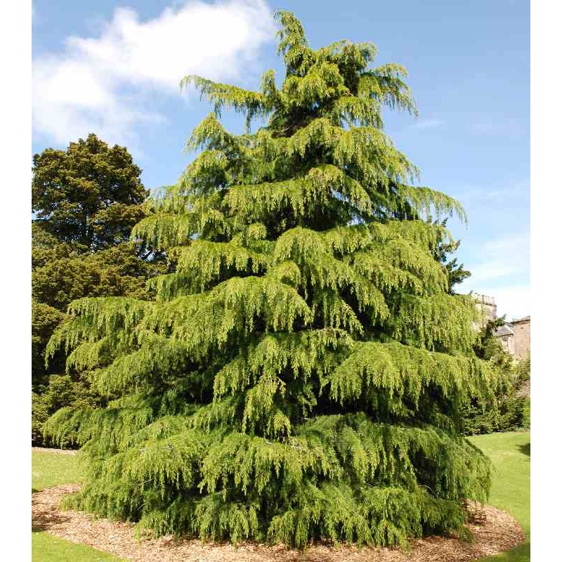 Cedrus deodara