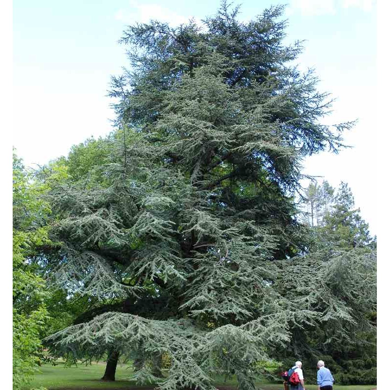 Cedrus libani subsp atlantica 'Glauca'