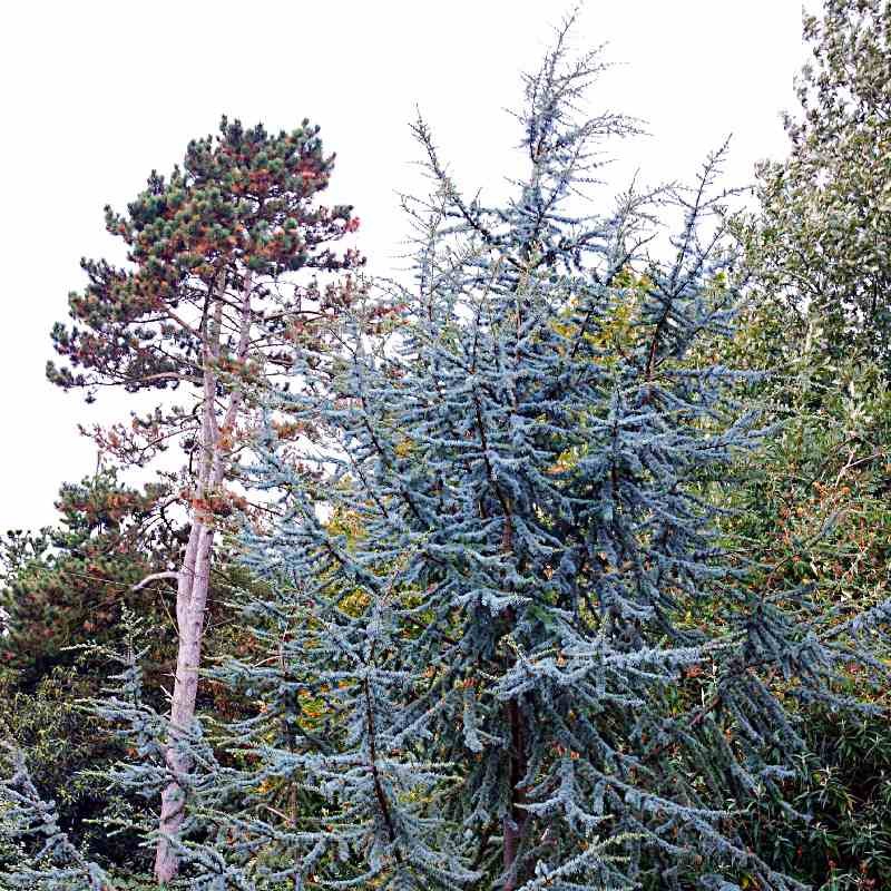 Cedrus libani subsp atlantica 'Glauca'