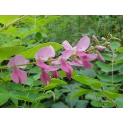 Indigofera kirilowii