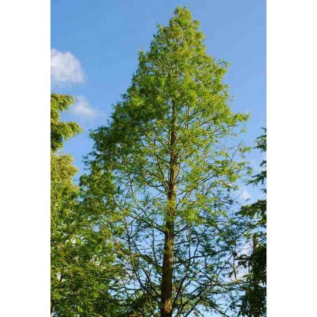 metasequoia glyptostroboides lose their leaves
