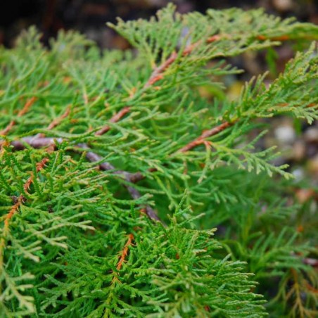 Microbiota decussata (Russian Arborvitae)