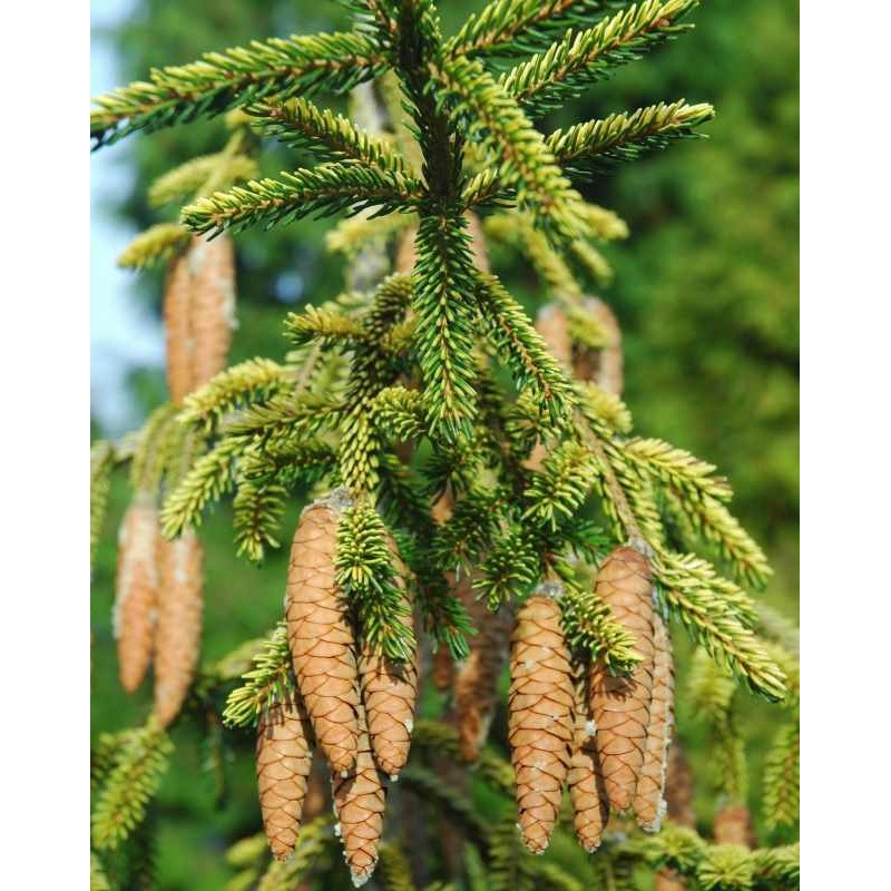 Picea orientalis 'Aurea'