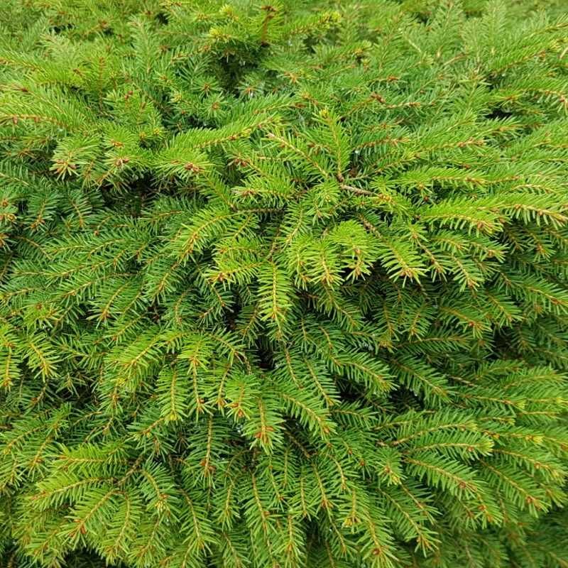 Picea abies dandelion описание