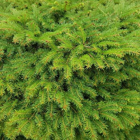 Picea abies 'Nidiformis'