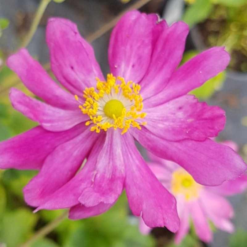 Anemone hupehensis var  japonica 'Pamina'