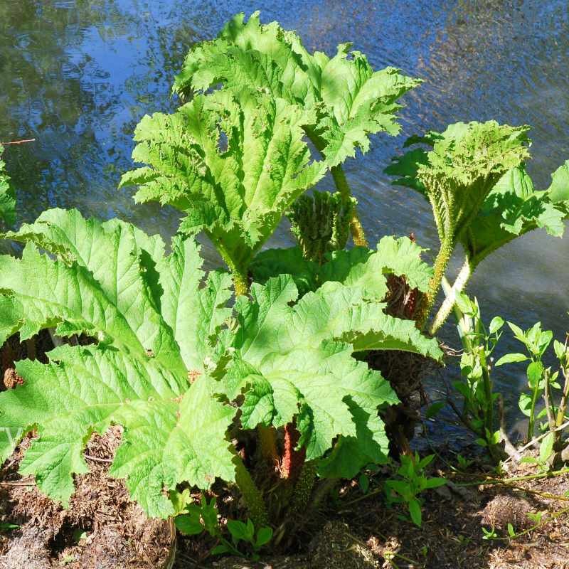 gunnera-manicata