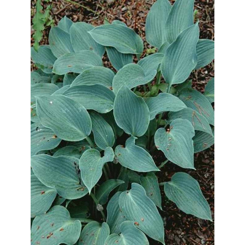 Hosta Halcyon