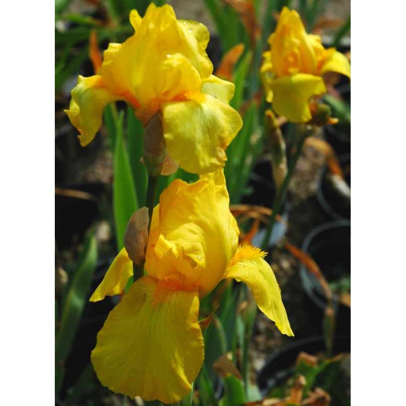 Iris 'Ola Kala' - flowers