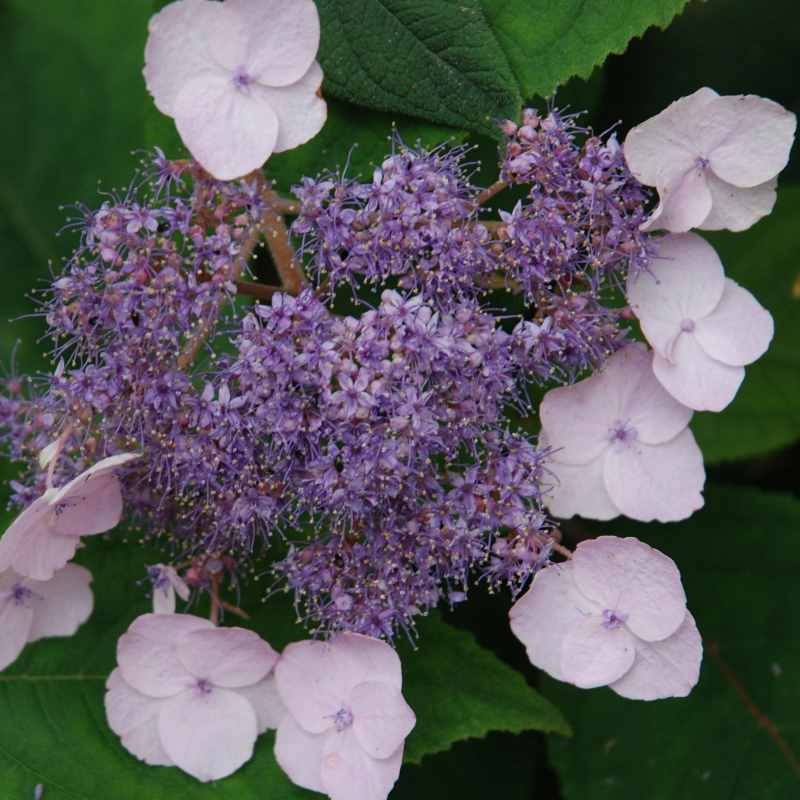 Hydrangea aspera 'Mauvette'