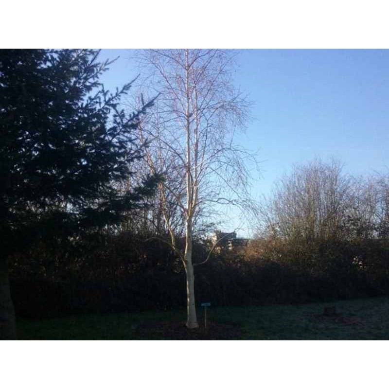 Betula utilis 'Knightshayes' - established tree