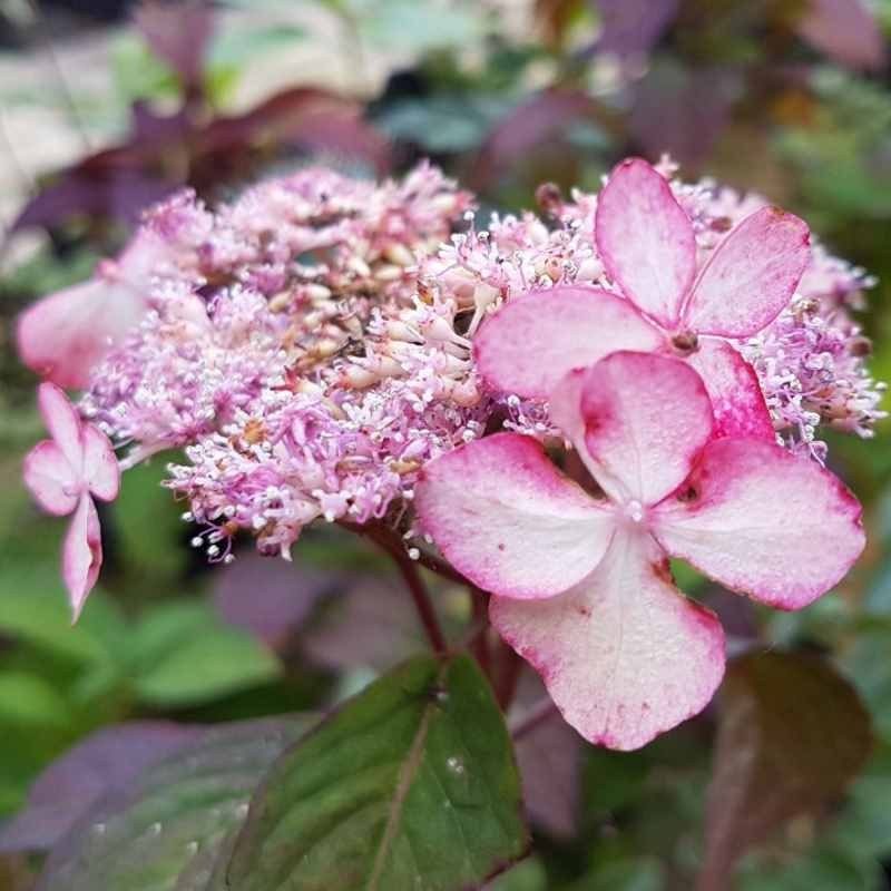 Hydrangea serrata 'Beni-gaku'