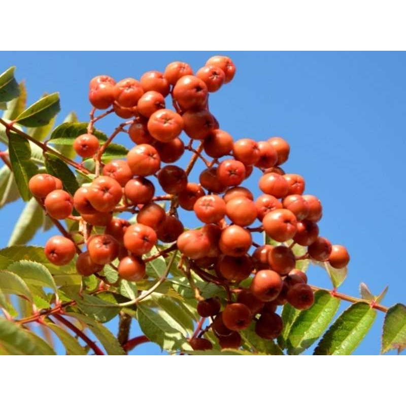 Sorbus 'Copper Kettle'