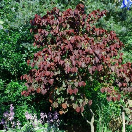 Cercis canadensis 'Forest Pansy'