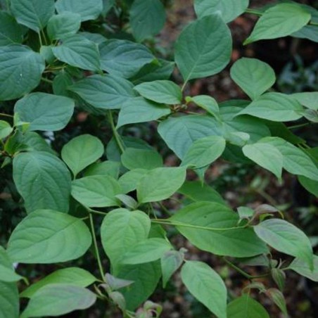 Cornus alternifolia (Wedding Cake Tree)