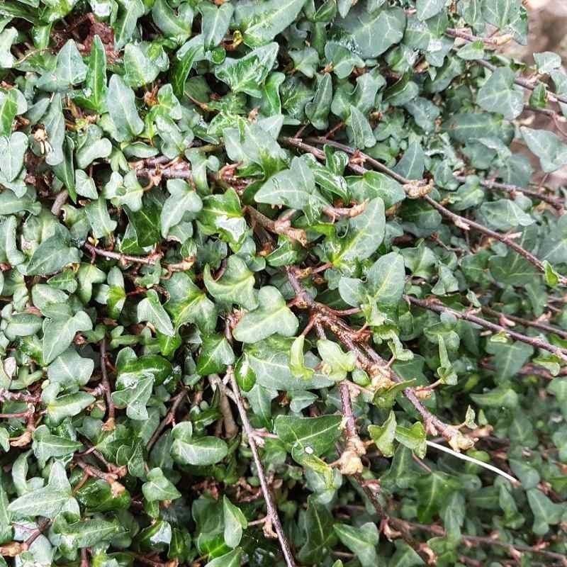 Hedera helix 'Minima'