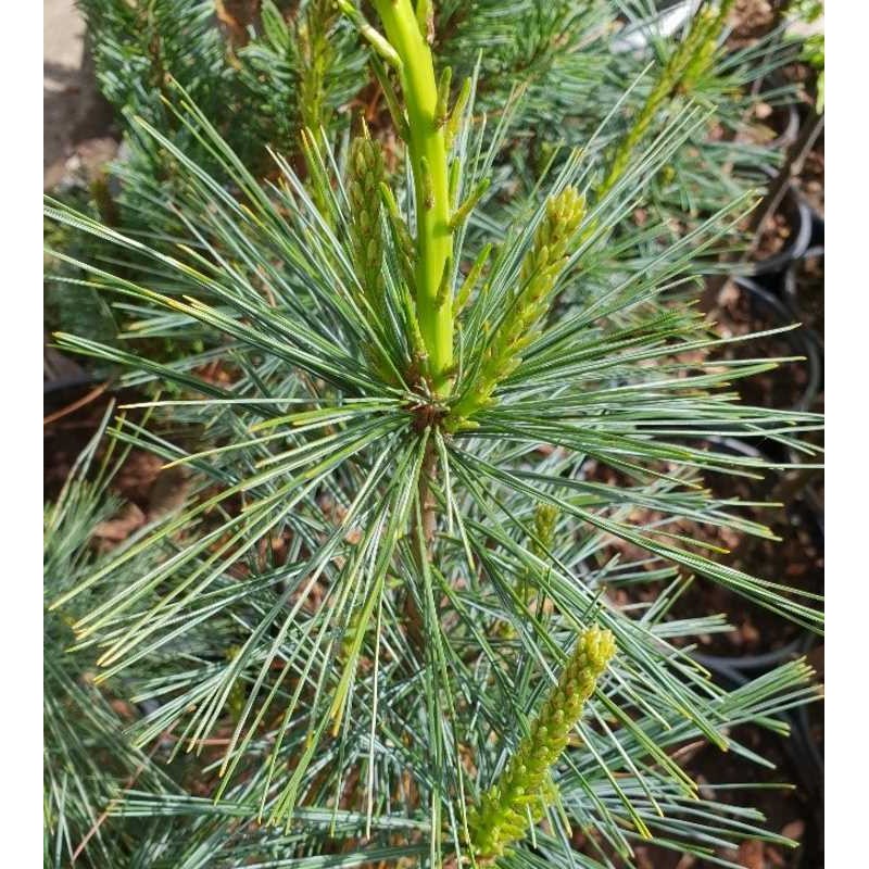 Pinus strobus Fastigiata