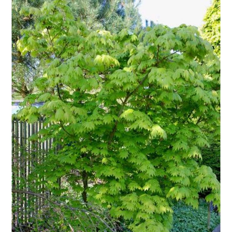 Acer japonicum 'Vitifolium' (Vine-leaved Maple)