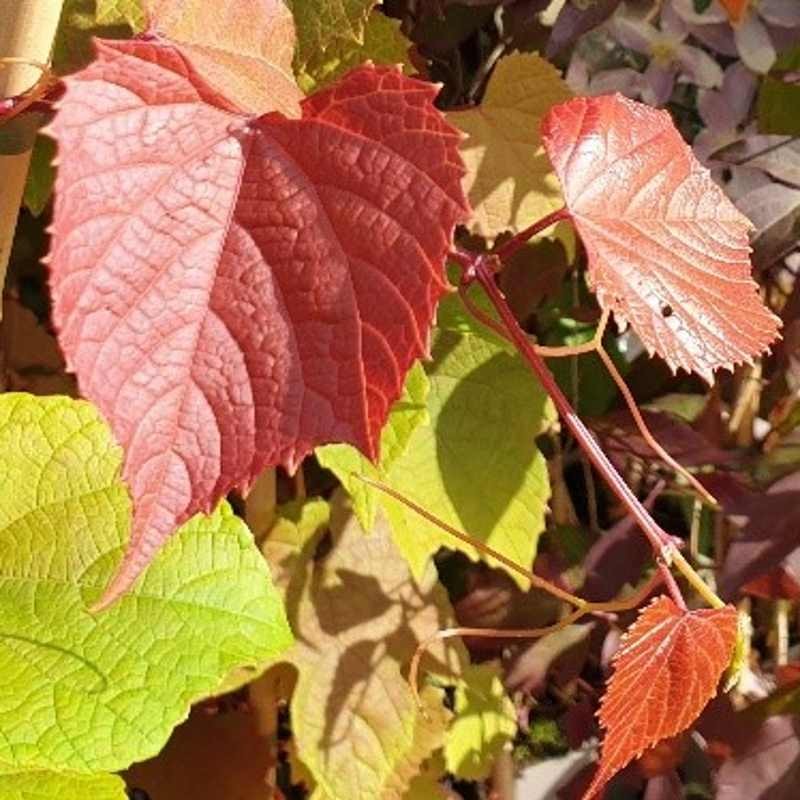 Vitis coignetiae 'Claret Cloak'