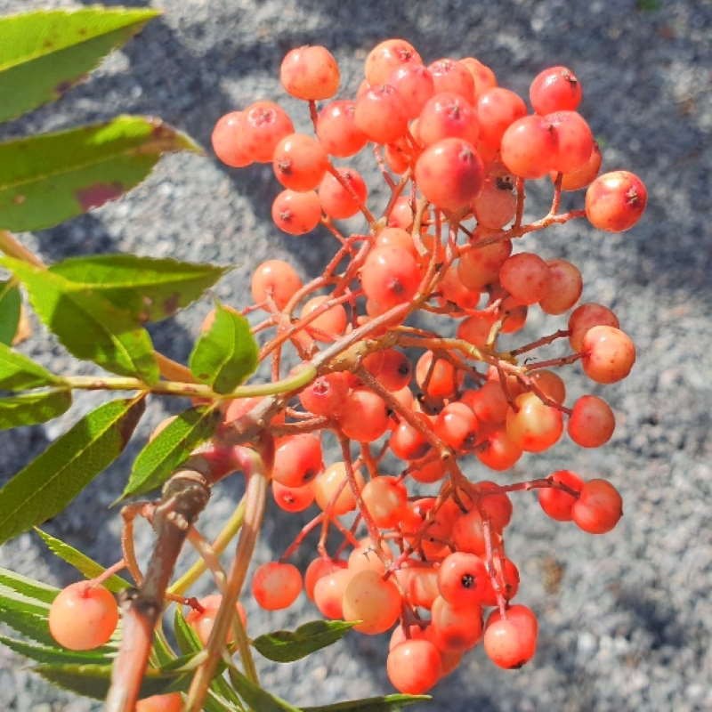 Sorbus 'Eastern Promise'