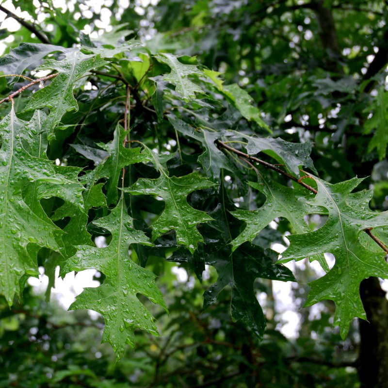 Quercus Palustris