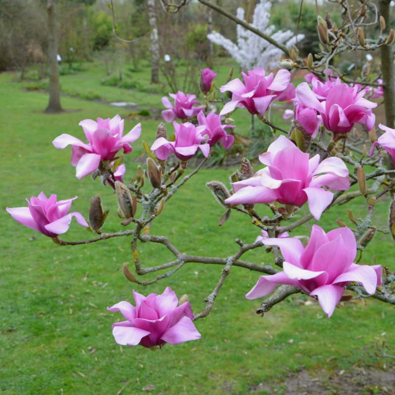 Magnolia x 'Vulcan' - spring flowers