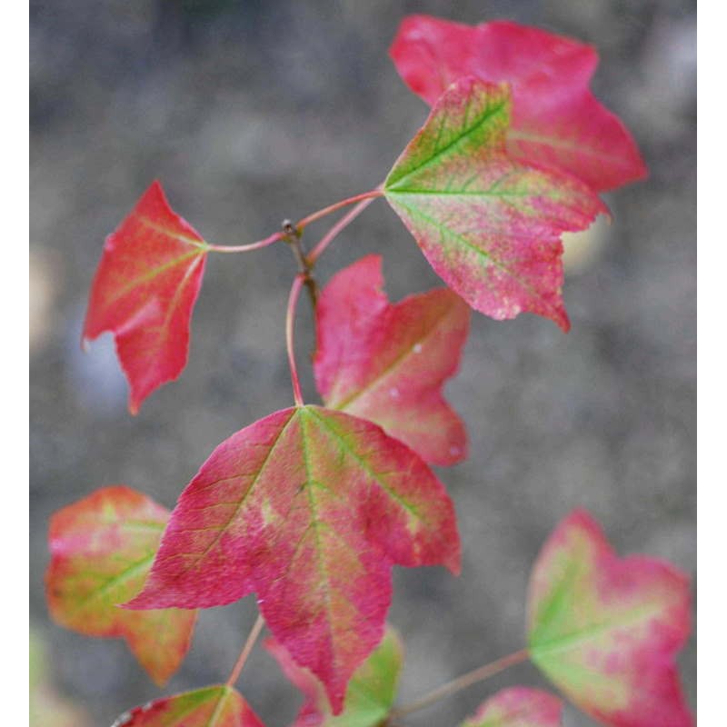 Acer buergerianum - autumn colour