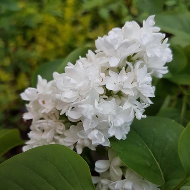 Syringa vulgaris 'Mme Lemoine' - flowers