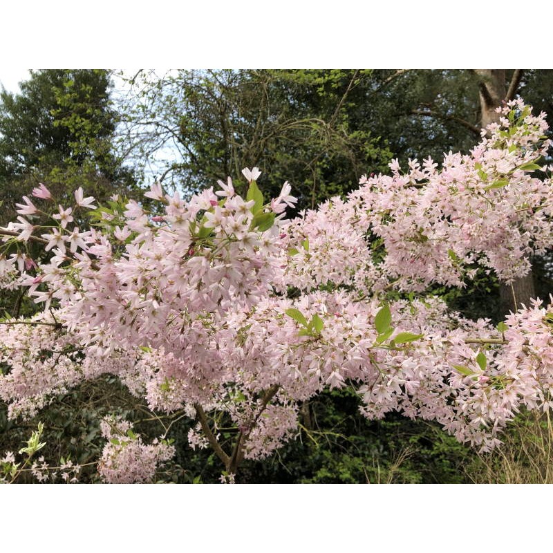 Prunus pendula 'Stellata' - spring flowers