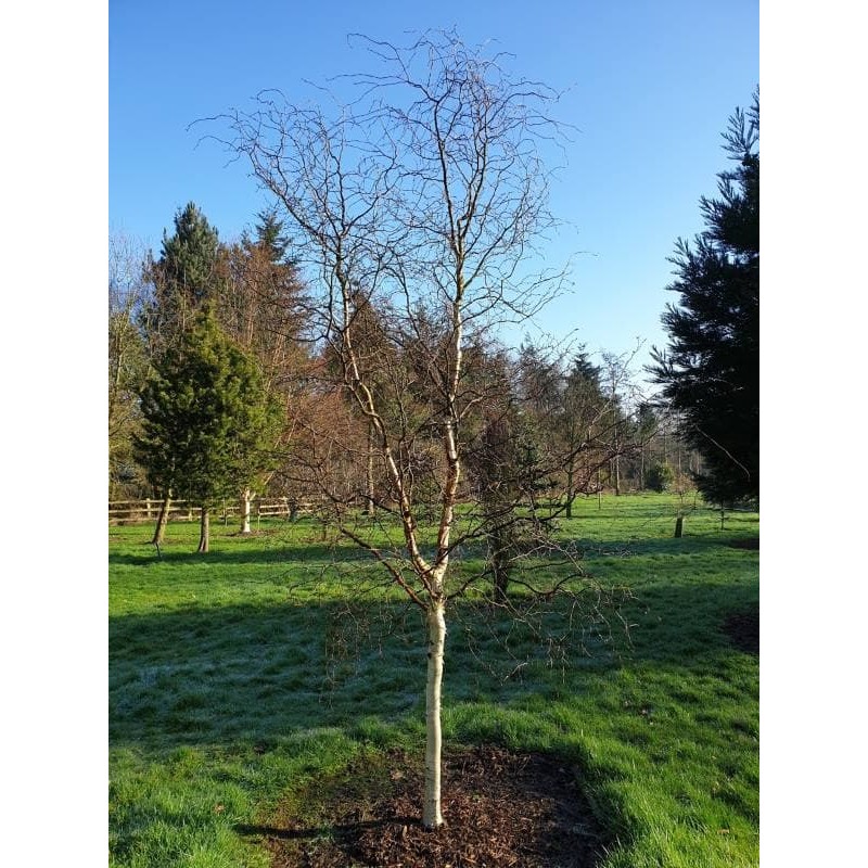 Betula pendula 'Spider Alley'