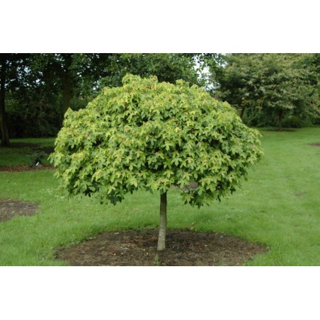 Liquidambar styraciflua 'Gum Ball' (Sweet Gum)