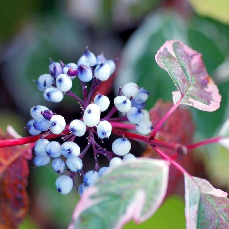 Cornus alba 'Sibirica Variegata' - autumn berries