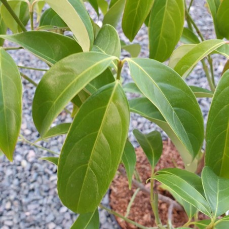 Cornus angustata 'Empress of China'