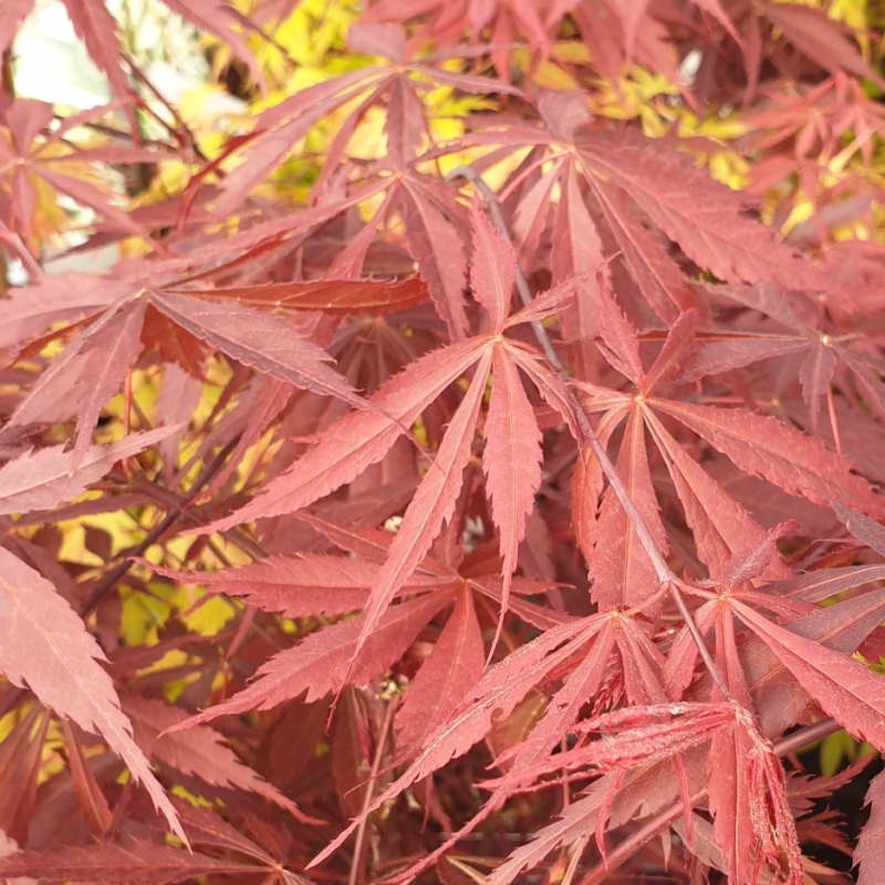 Acer palmatum 'Sumi-nagashi'