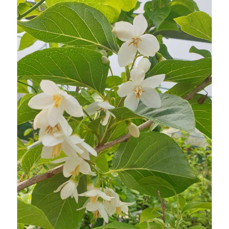 Styrax japonica 'Emerald Pagoda' - early summer flowers