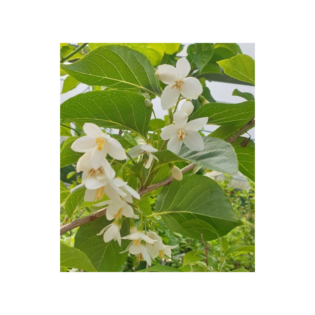 Styrax Japonica Emerald Pagoda Sohuksan 1862