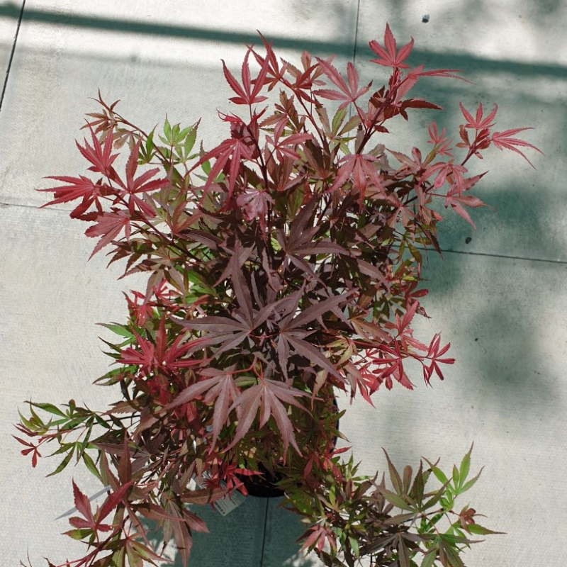 Acer palmatum 'Shaina' - summer leaves