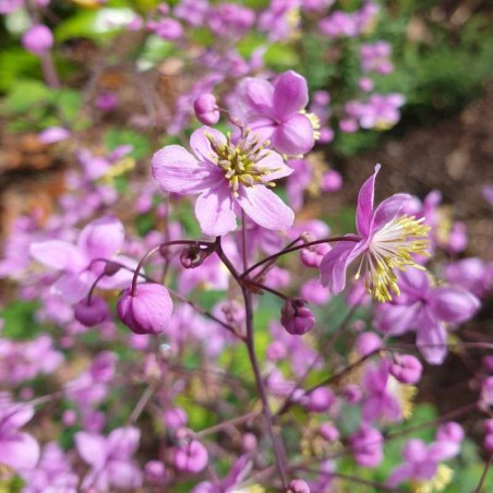 Thalictrum rochebrunianum