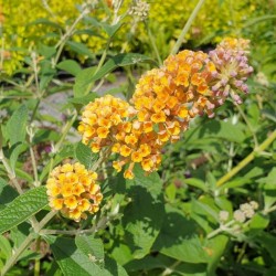 Buddleja - Trees And Shrubs