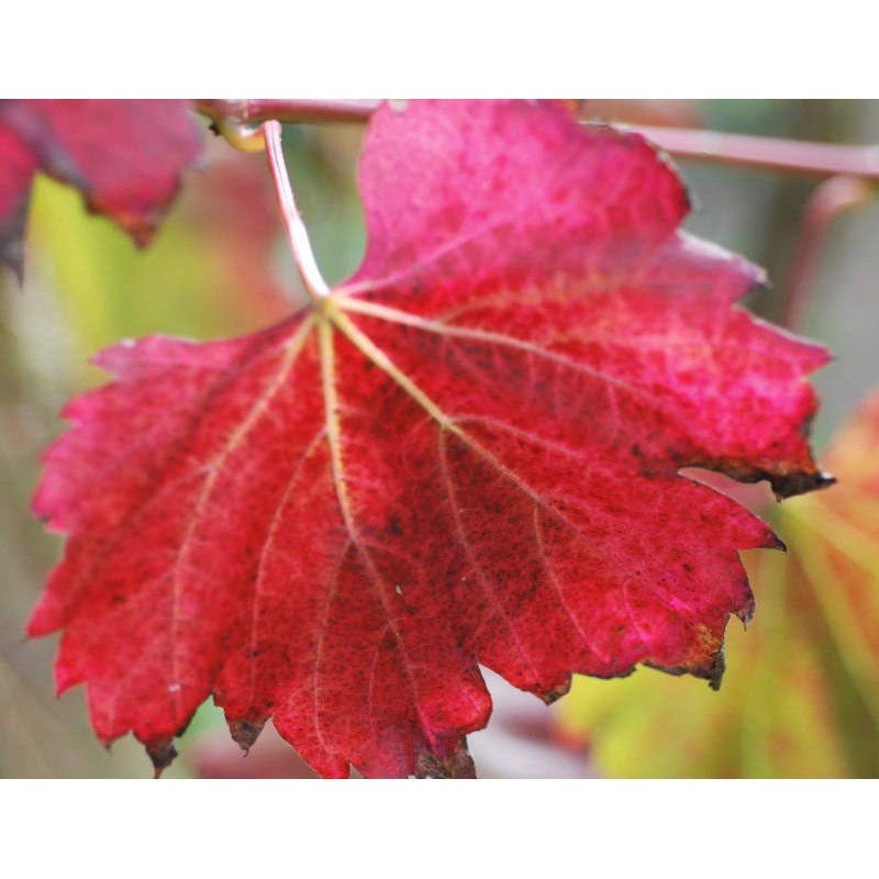 Vitis vinifera 'Spetchley Red' - autumn colour