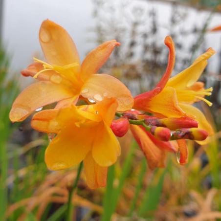 Crocosmia 'Orange Pekoe'