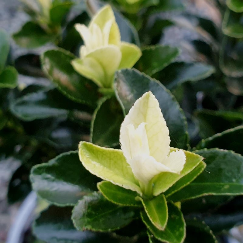 Euonymus japonicus 'Paloma Blanca'