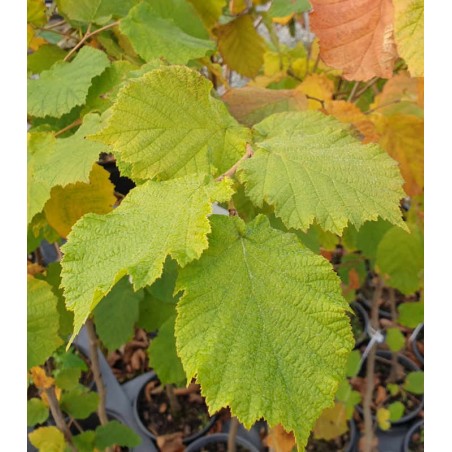 Corylus avellana 'Webb's Prize Cobb'