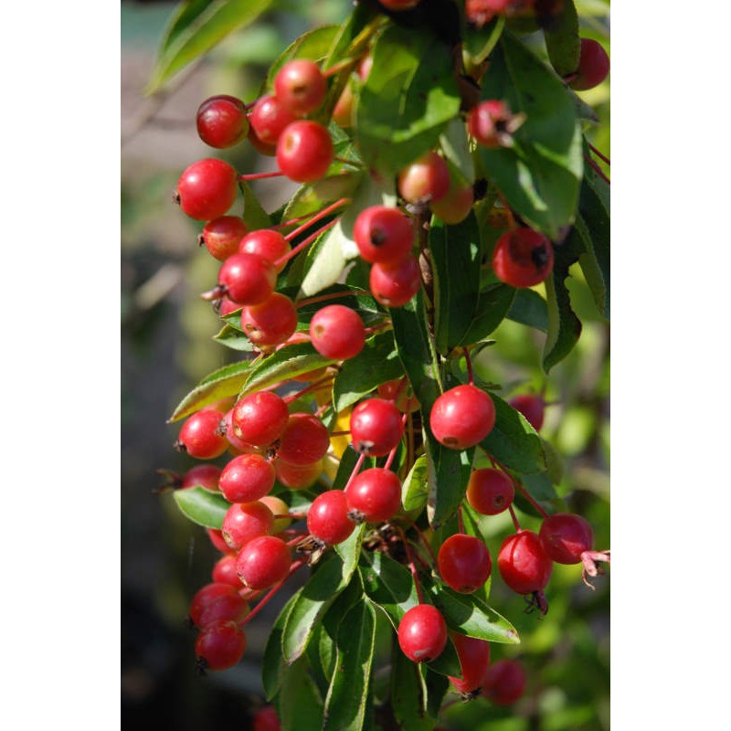 Malus 'Admiration' - fruit in early autumn